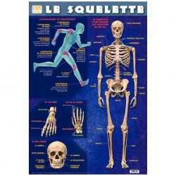 Poster : Le squelette